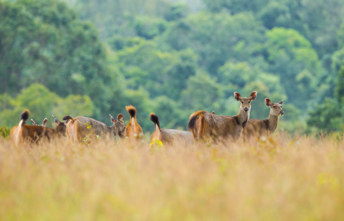 Khao Yai National Park