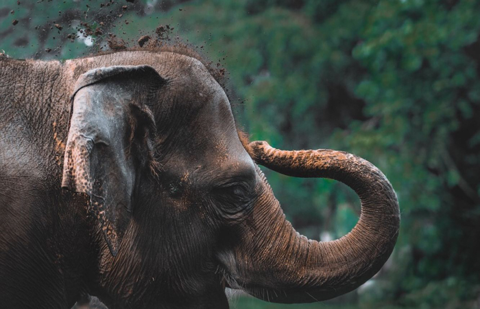 Phuket Elephant Sanctuary