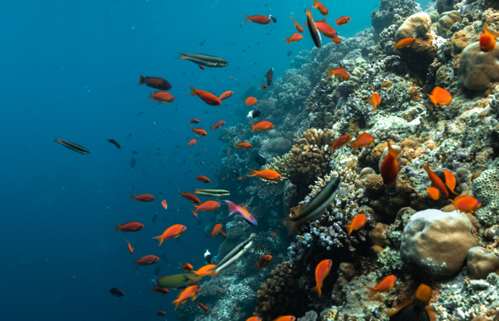 Snorkeling on Patina house reef