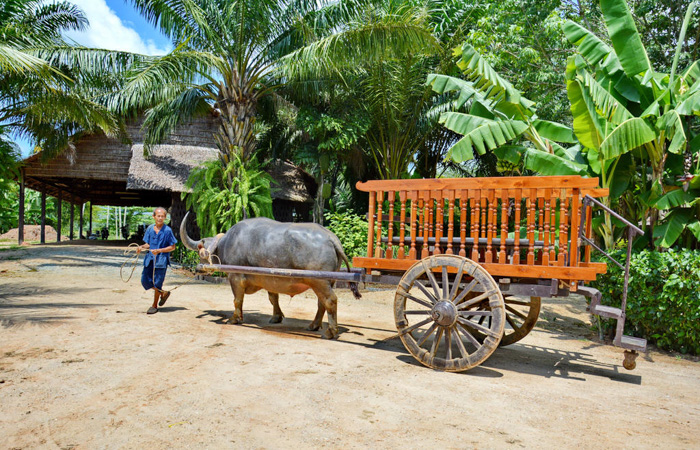 Old Phuket Farm