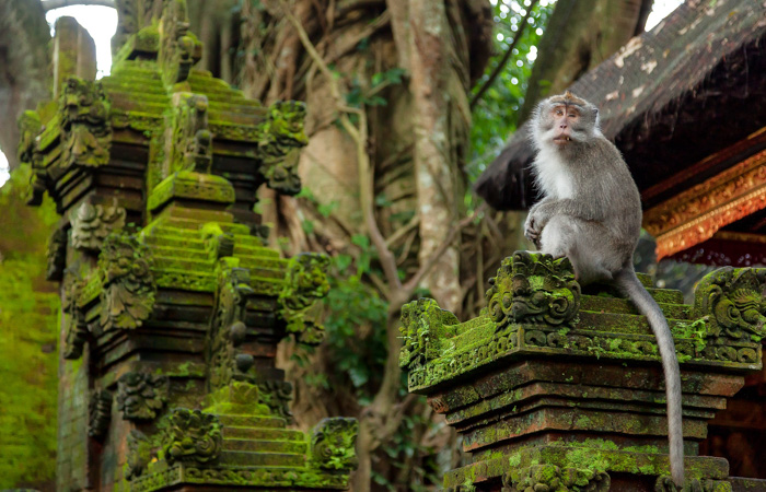 Ubud Monkey Forest