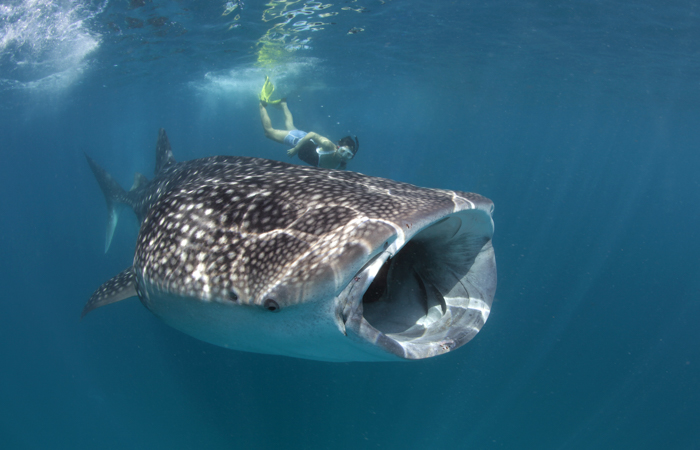 Whale Shark Tour