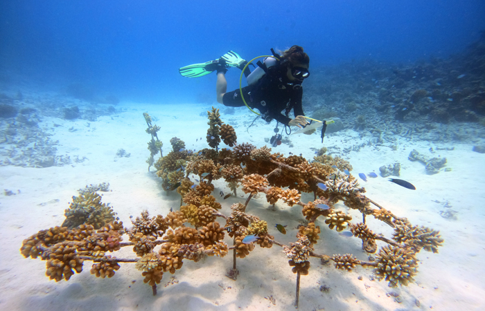 Coral Planting and Snorkeling