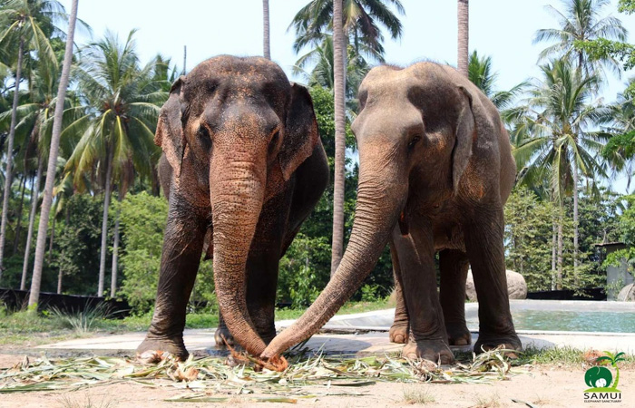 Samui Elephant Sanctury