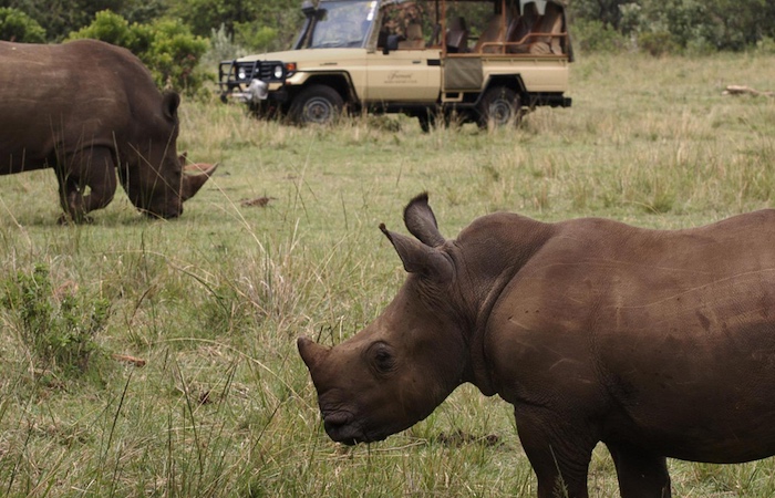 Game drive in the Mara